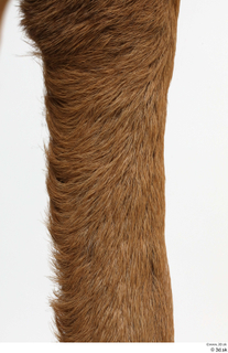 European roe deer leg 0006.jpg